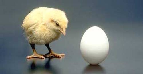 chicken_or_egg