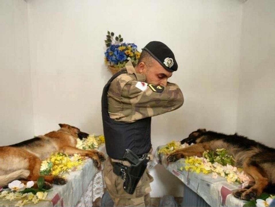 Troops and dogs 18