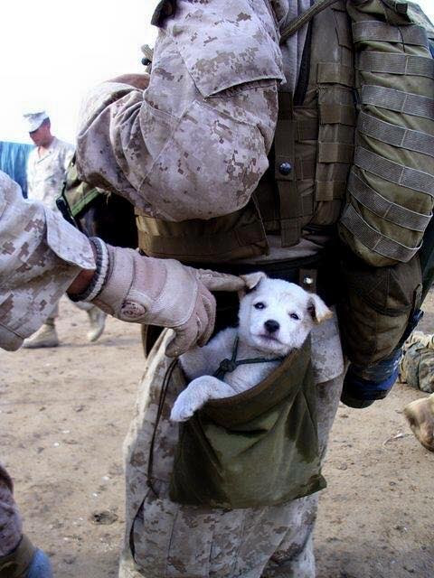 Troops and dogs 19