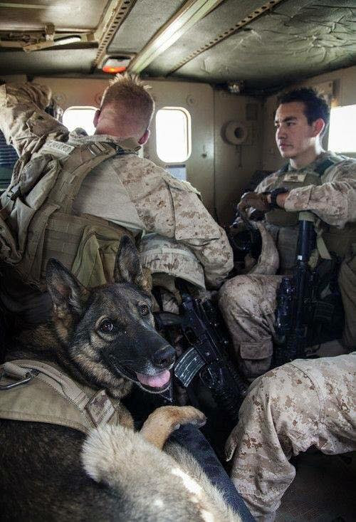 Troops and dogs 24