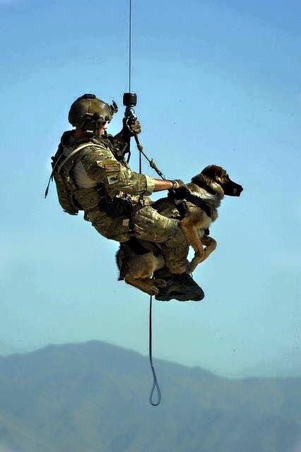 Troops and dogs 9