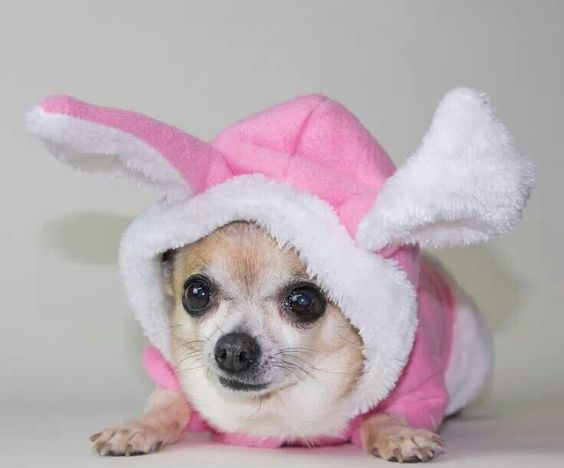 Chihuahua bunny