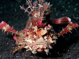 devil-fish Fish