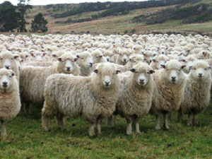 sheep_herd_looking_at_camer