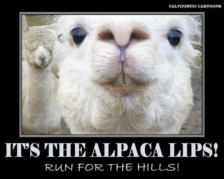 Alpaca Lips