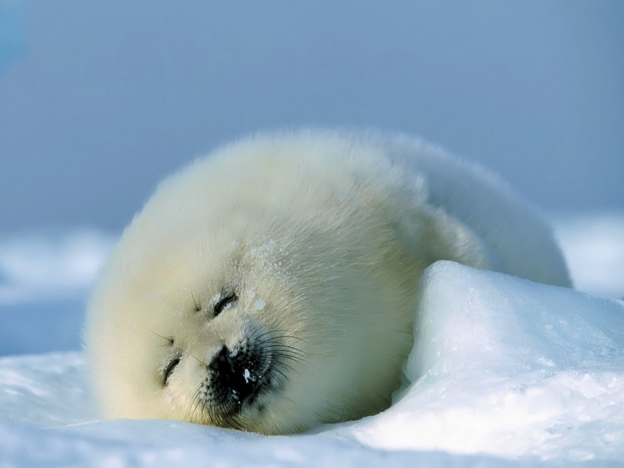 Baby Seal