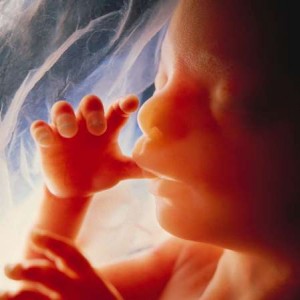 Scott Adams abortion