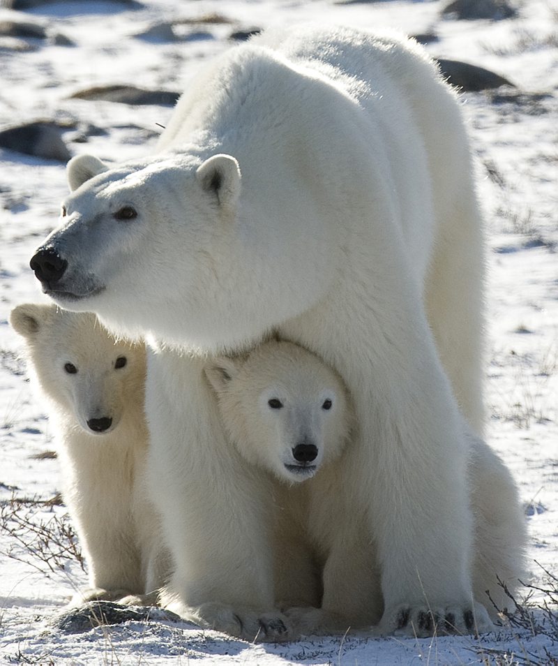 Polar Bear with Cubs