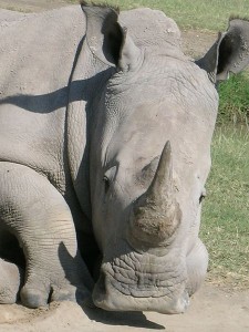 Rhino photo by Angela Sevin