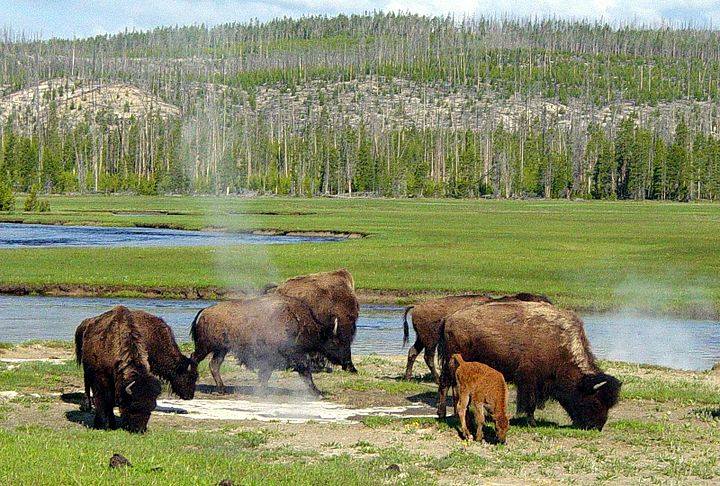 "Hey, you! No 'recreating' by looking at that bison or, Gaia forbid, photographing it."