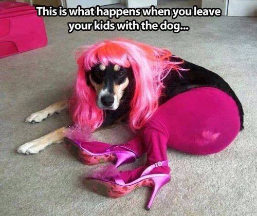 Dog in heels