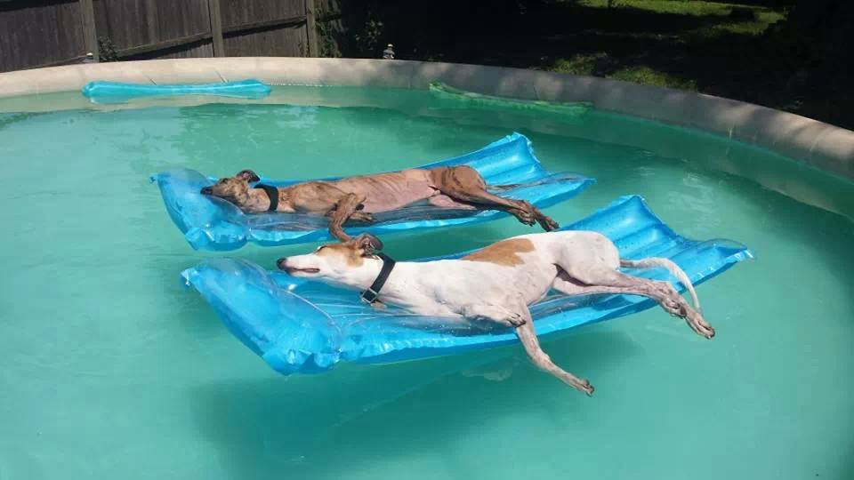 Spoiled dogs
