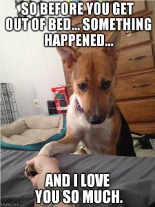 Apologetic doggy