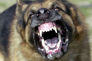Angry dog