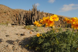 Flowers in the desert