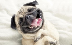 laughing dog