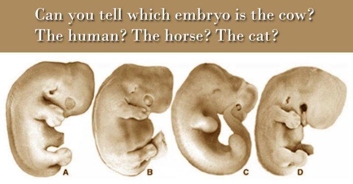 Which embryo is human