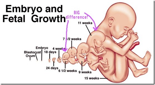 fetal-growth_thumb
