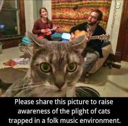 Cat trapped in folk music environment