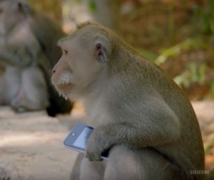 Monkey with iPhone