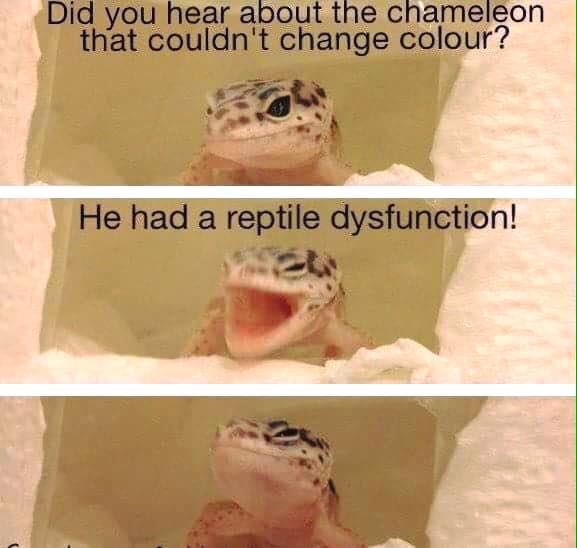 Reptile dysfunction