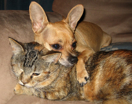 Cat and chihuahua