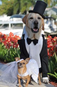 Chihuahua and Labrador