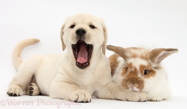 Labrador and bunny