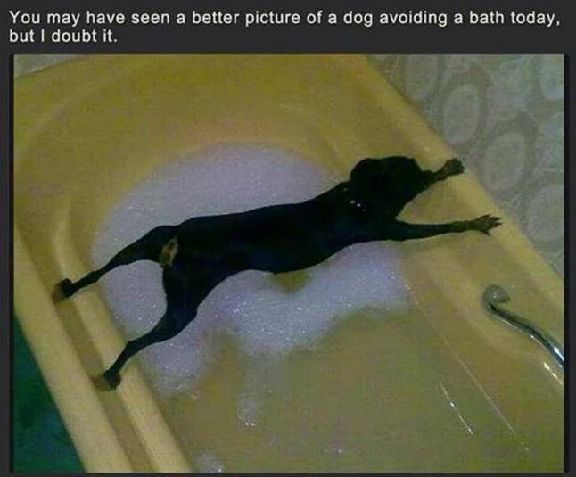 Silly Dog avoiding bath
