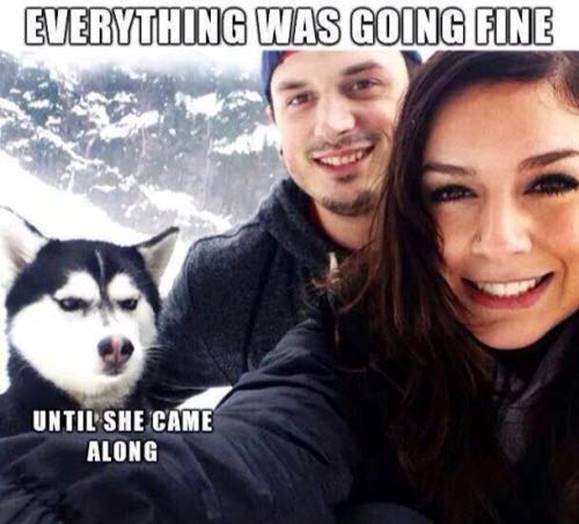 Silly Jealous dog photo