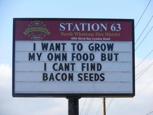 Silly stuff bacon seeds