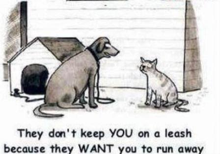 Silly why cats aren't on leashes