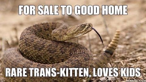 Stupid liberals trans kitten rattle snake