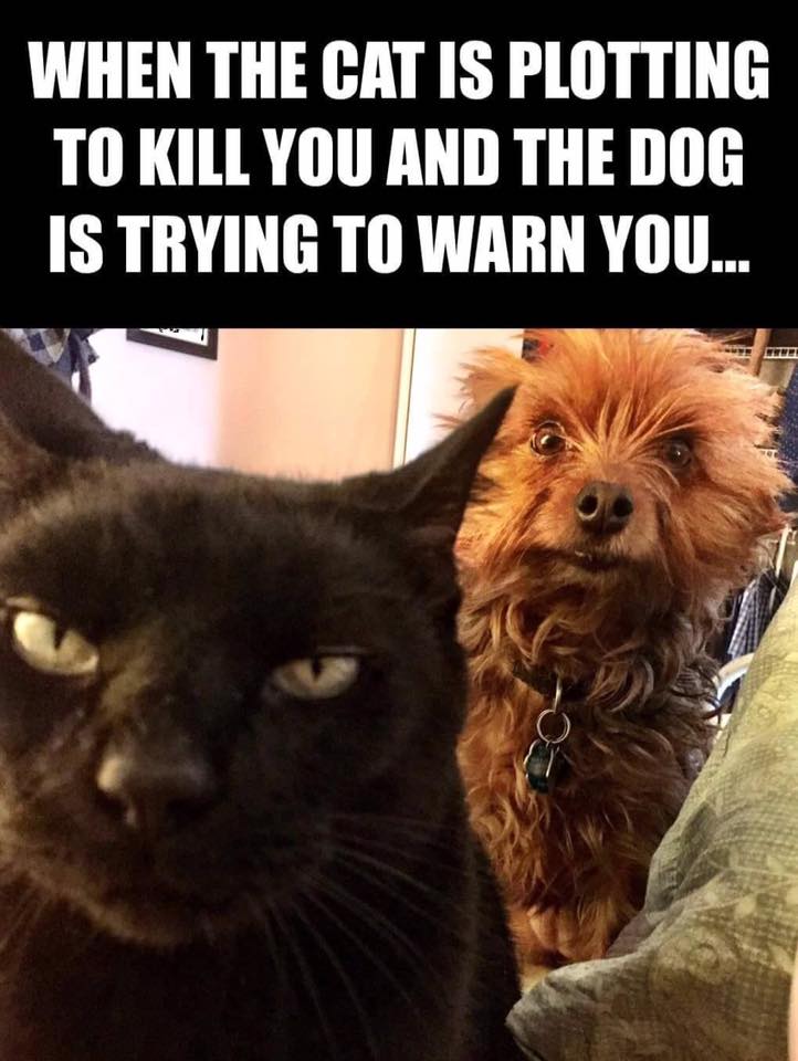 Silly cat kill dog warn