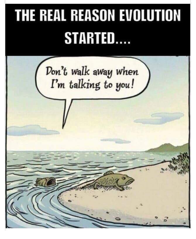 Silly evolution