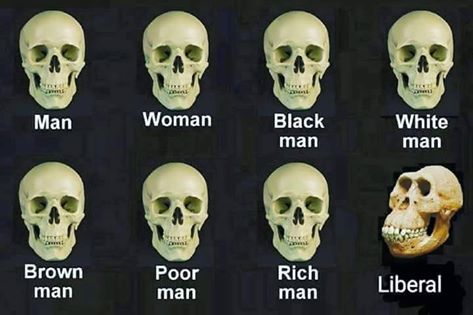 Stupid liberals skulls
