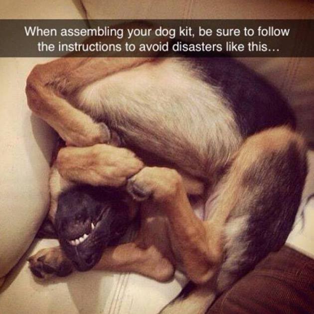 Silly dog assembly