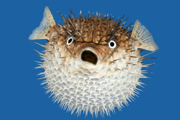 Puffer fish