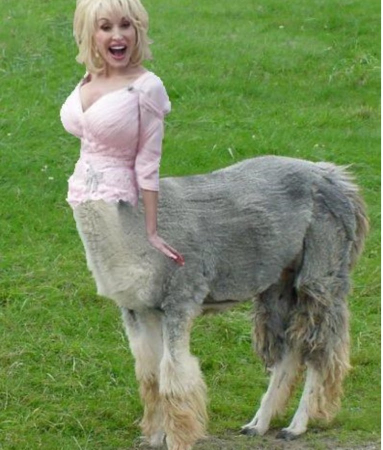 Silly Dolly Llama