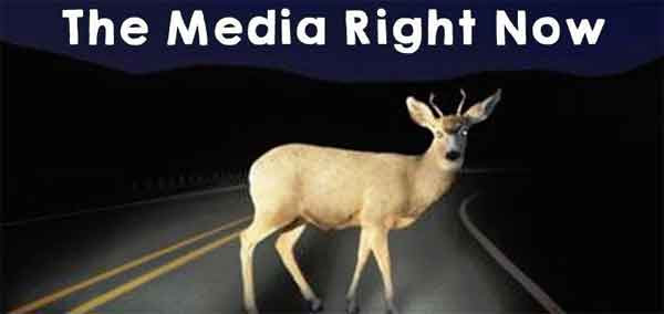media-deer-in-headlights