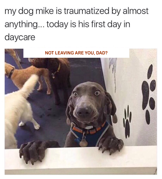silly-dog-traumatized-a-doggy-day-care
