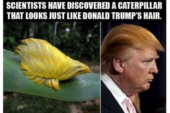 donald-trump-hair-caterpillar