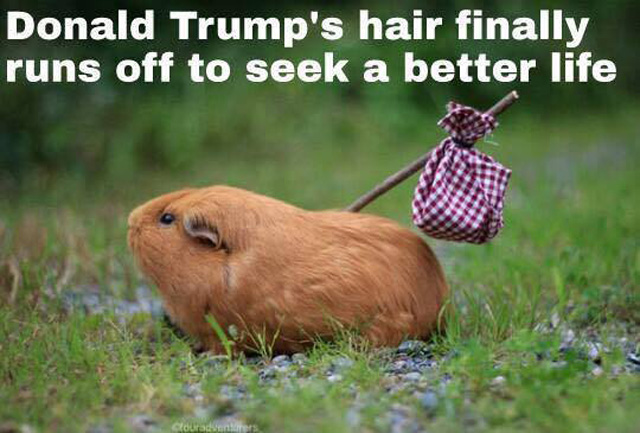 trump-hair-better-life
