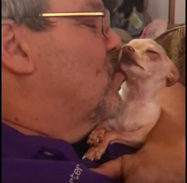 Chihuahuas love their owners