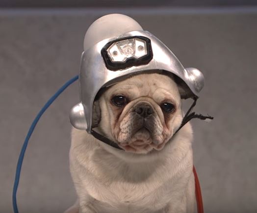 SNL Dog Trump sketch