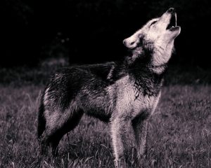 Wolf Howling Bookworm Beat