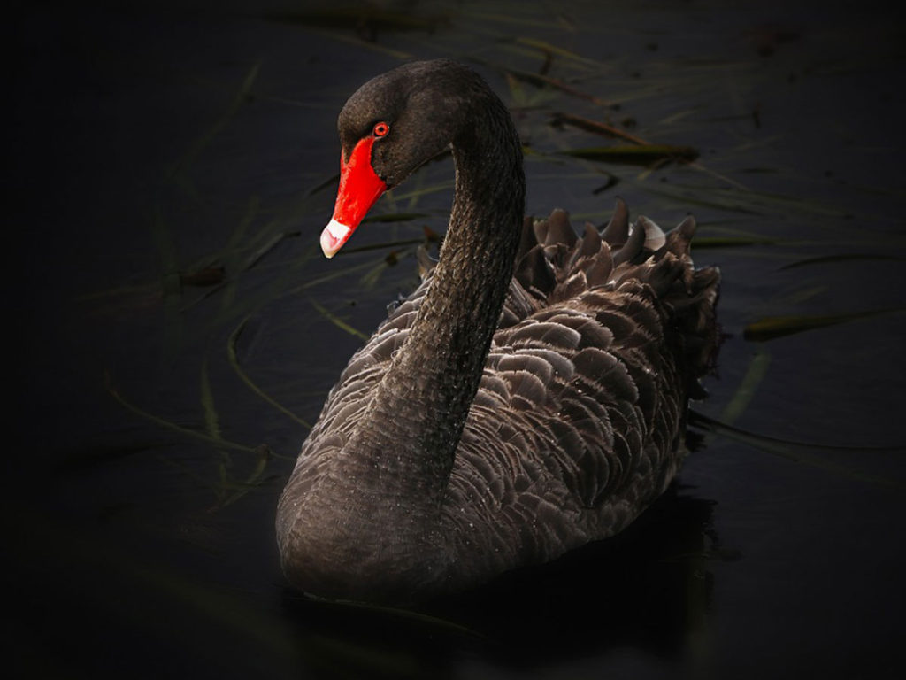Black Swans Trump