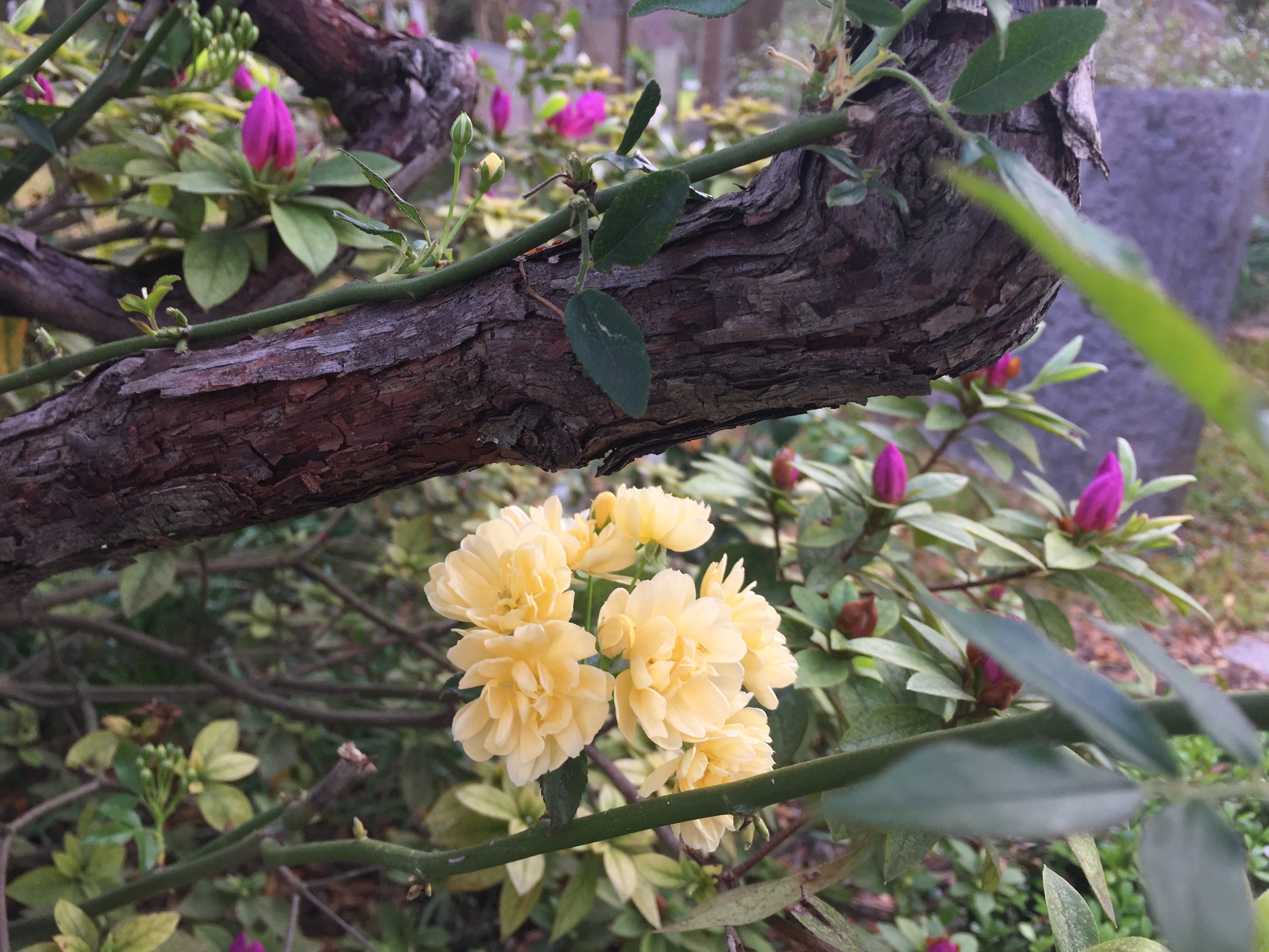 Charleston flowers