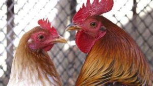 Chicken rooster hen